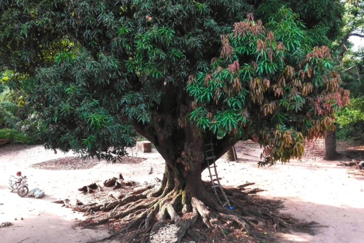 tree_noemie
